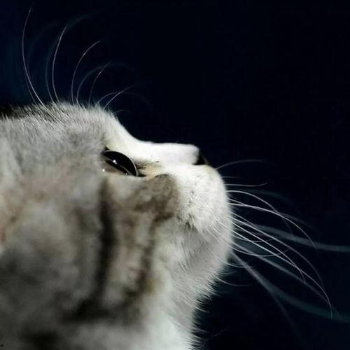 娱乐吃瓜酱小猫咪,揭秘娱乐圈那些不为人知的幕后故事